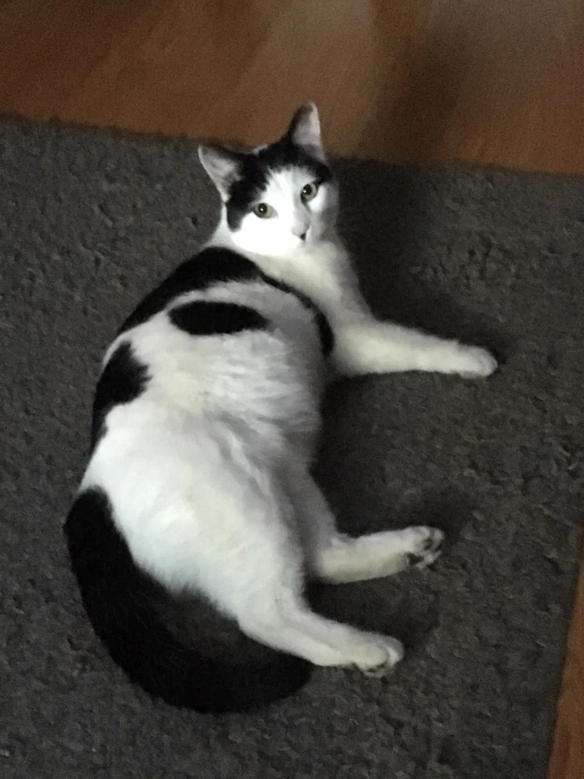 Lost cat in Leominster, MA, 1453