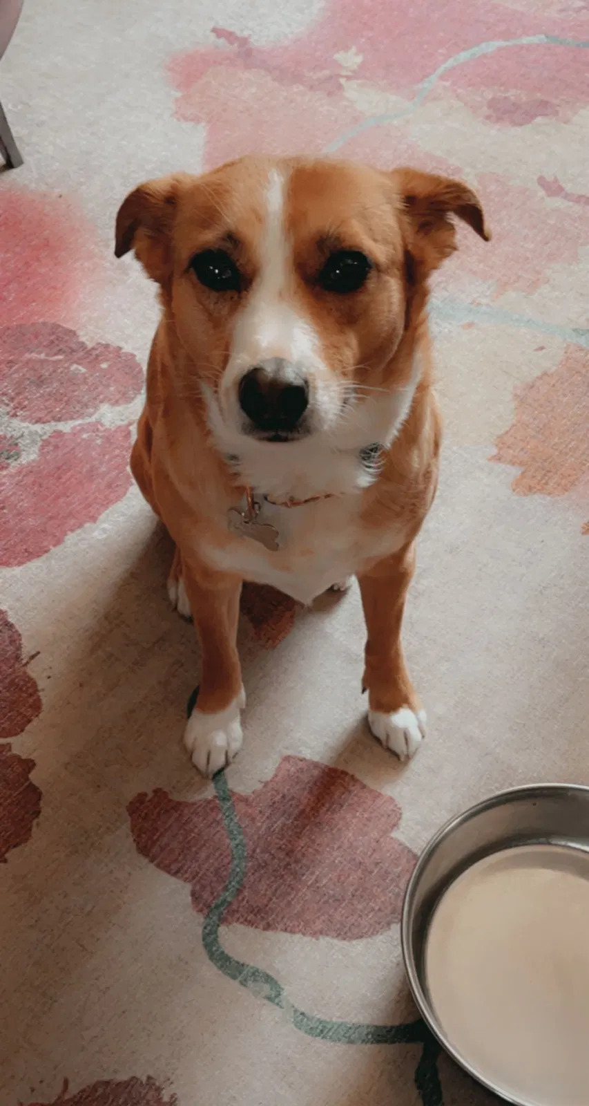 Lost dog in Waterford, WI, 53185