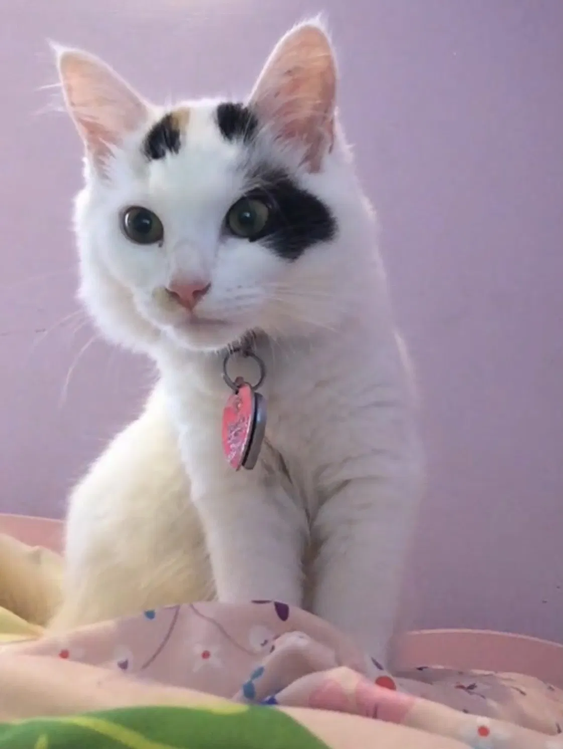 Lost cat in Lowell, MA, 1852