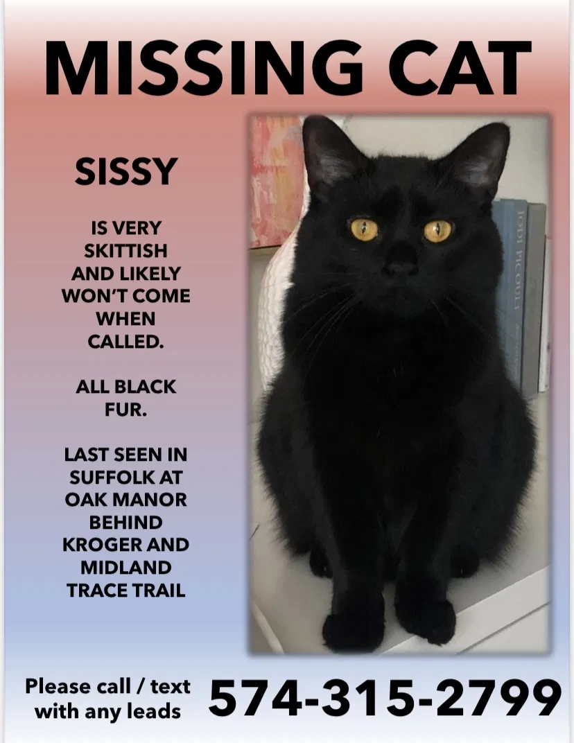 Lost cat in Westfield, IN, 46074