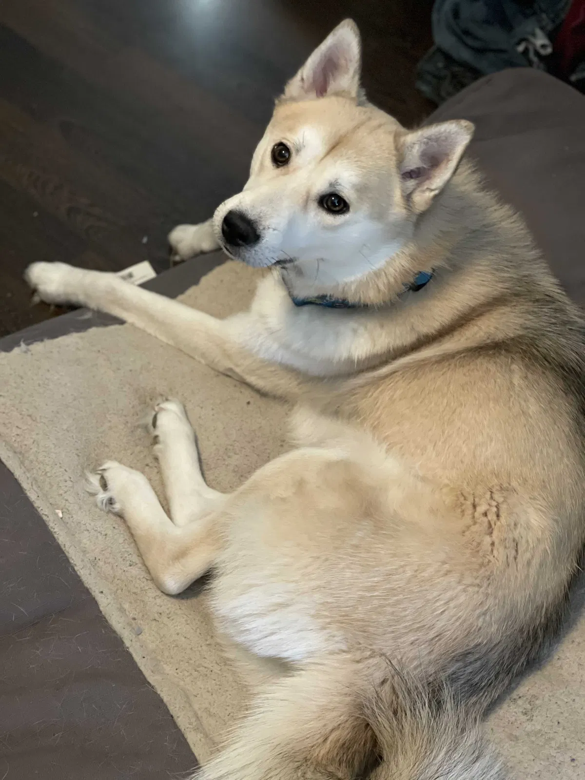 Lost dog in Yorktown, VA, 23692
