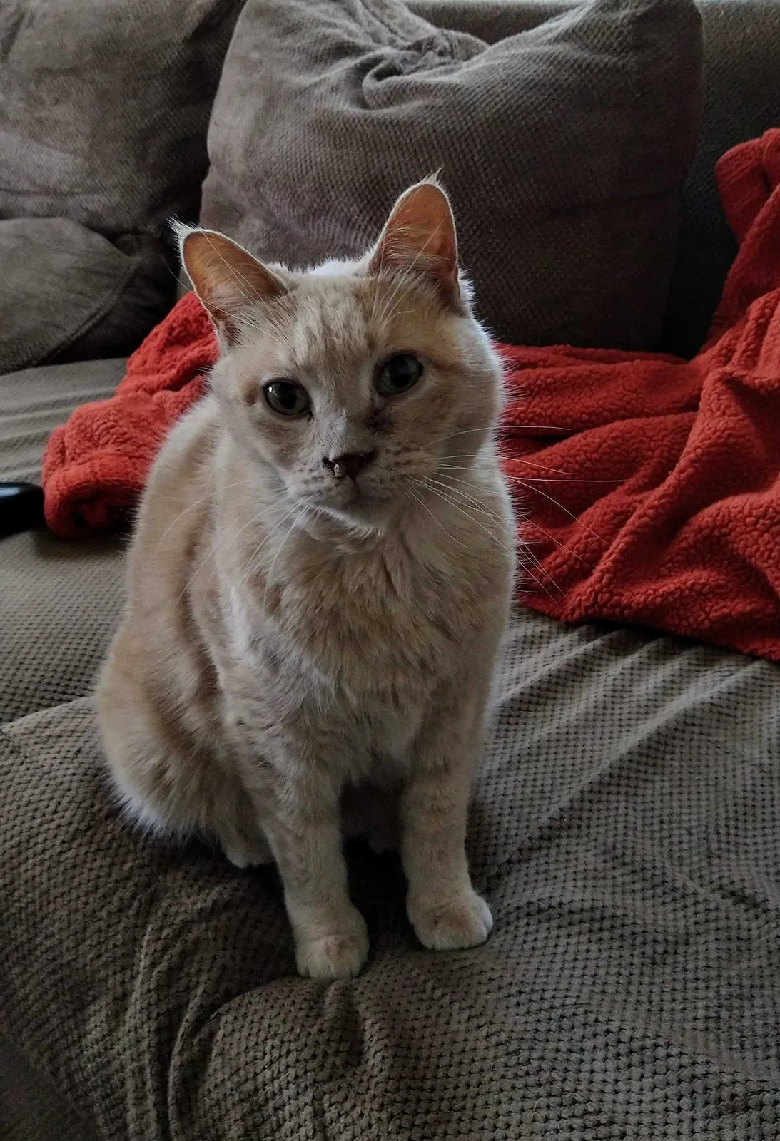 Lost cat in Minneapolis, MN, 55412