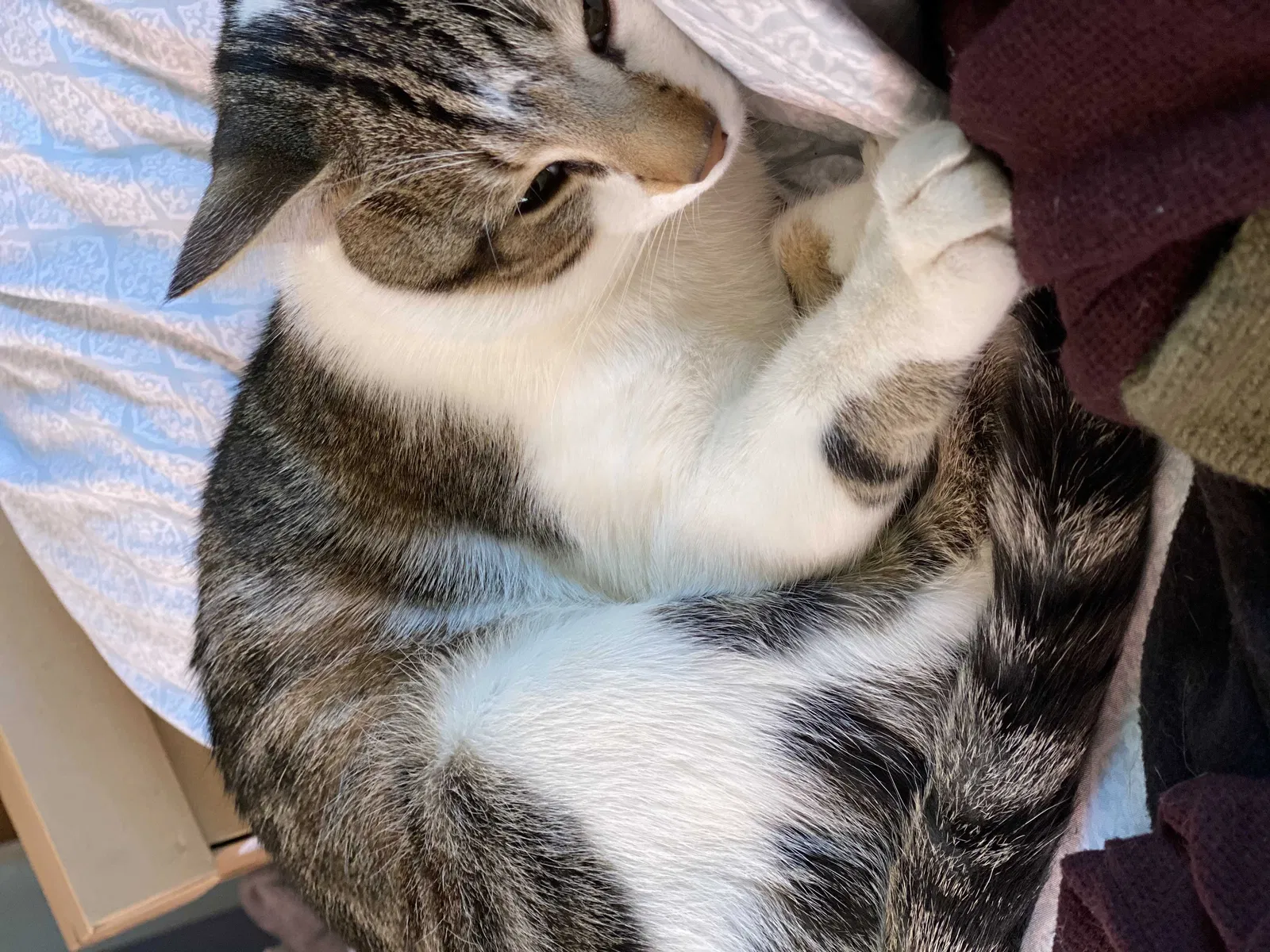 Lost cat in Bronx, NY, 10473