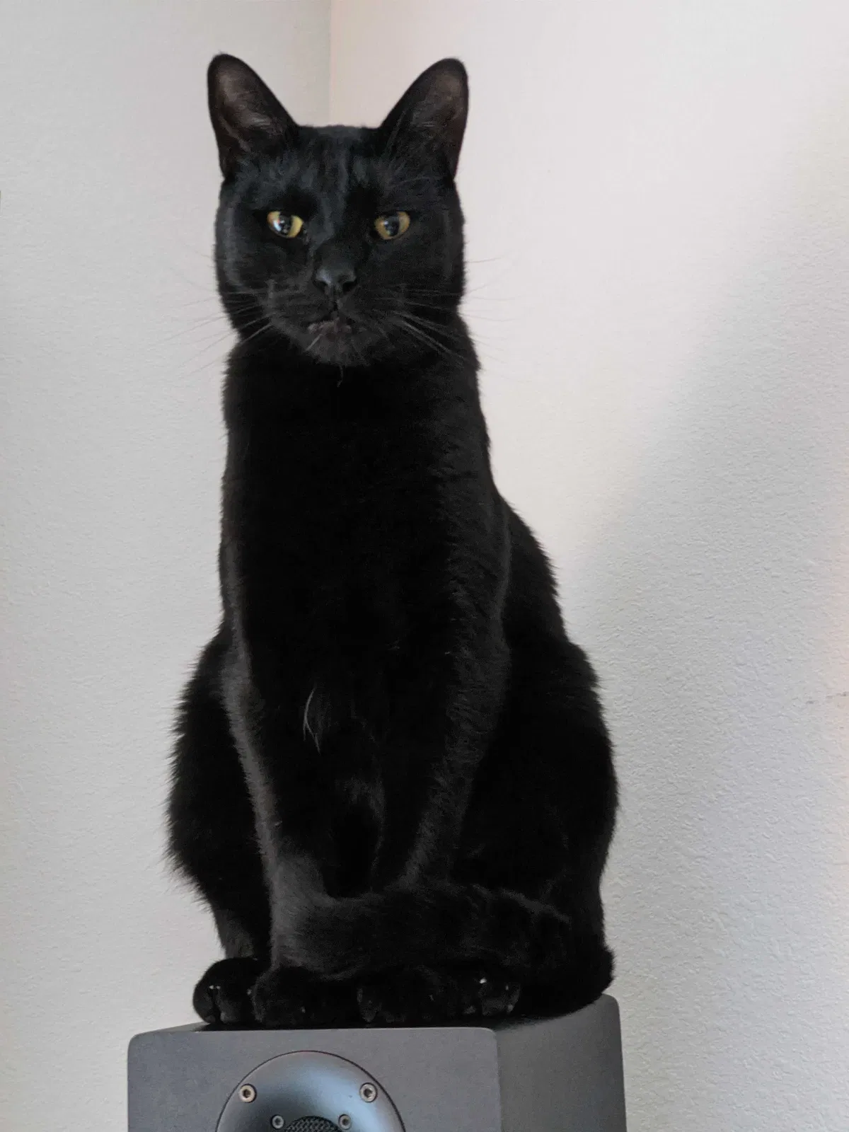 Lost cat in Lubbock, TX, 79424