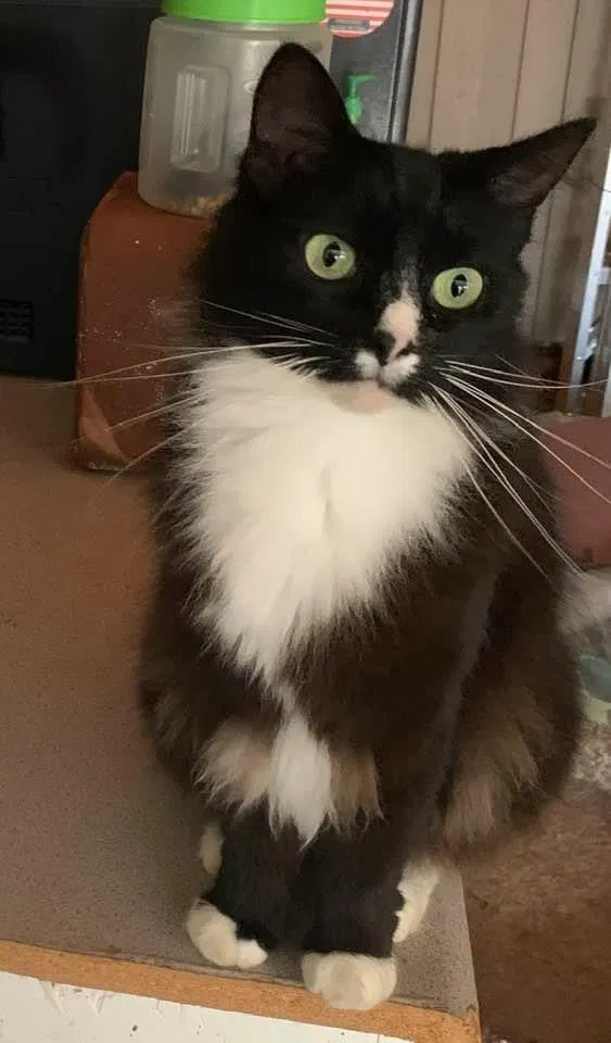 Lost cat in Hudson, NC, 28638
