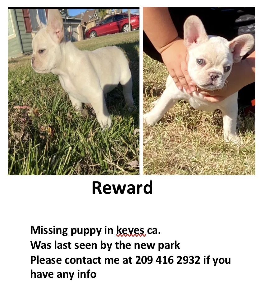 Lost dog in Keyes, CA, 95328