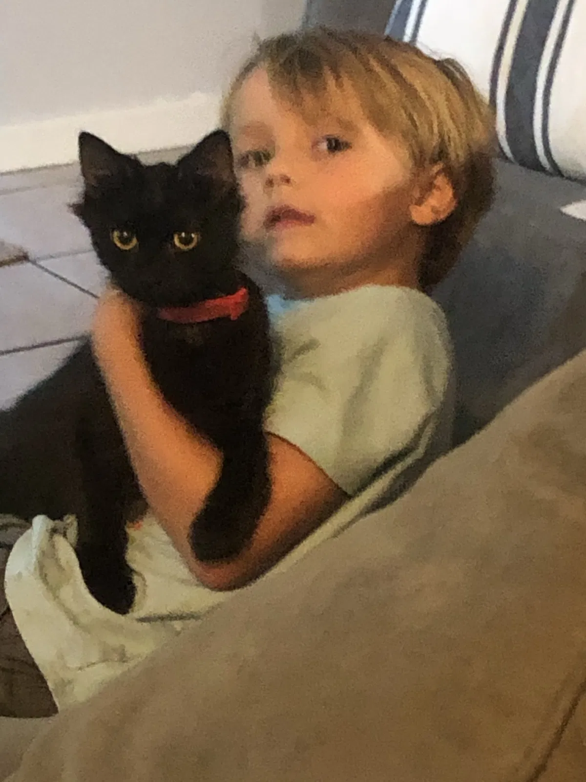 Lost cat in Saint Augustine, FL, 32080