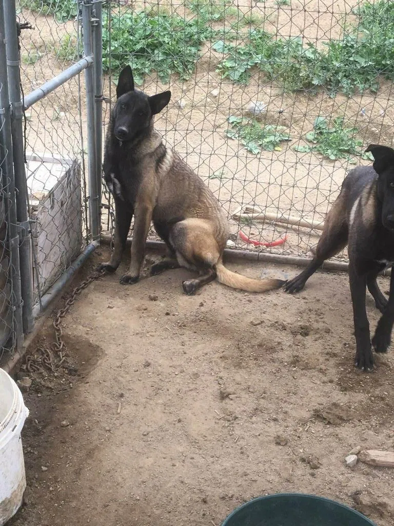 Lost dog in San Bernardino, CA, 92402