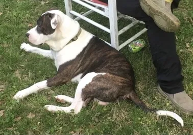 Lost dog in Yadkinville, NC, 27055