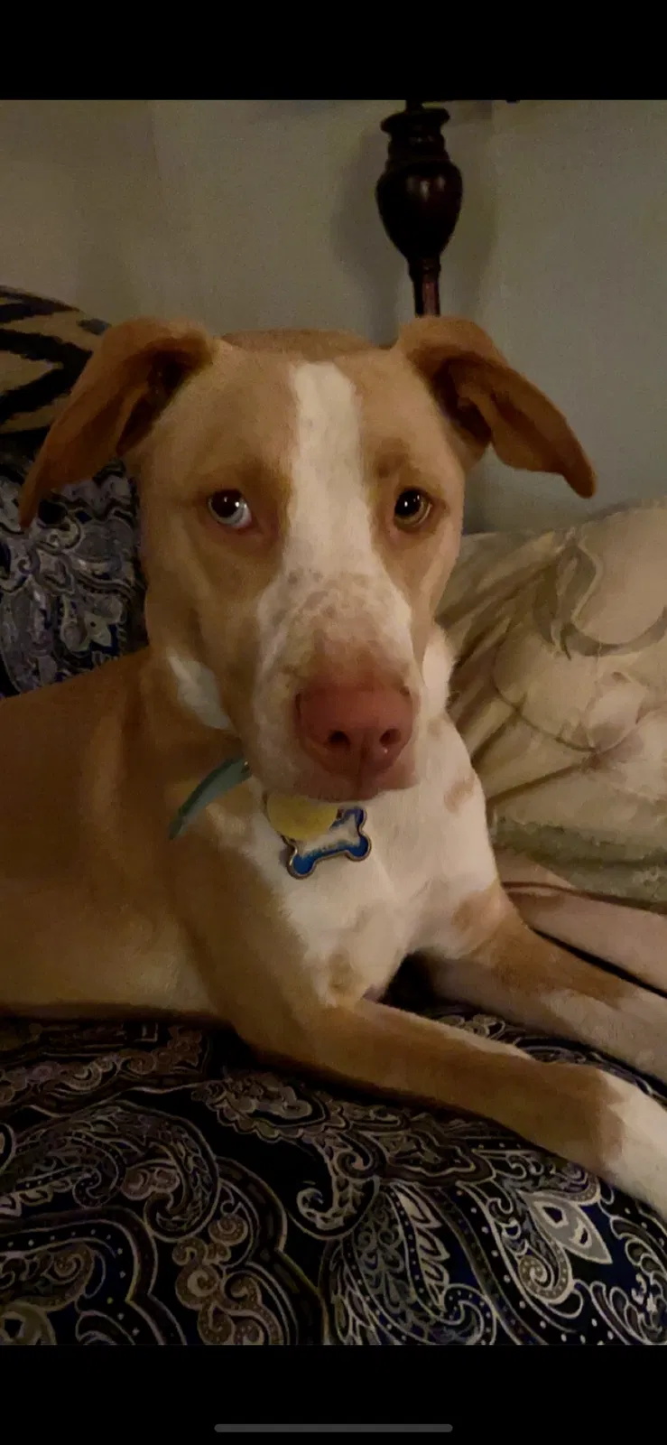 Lost dog in Shreveport, LA, 71105