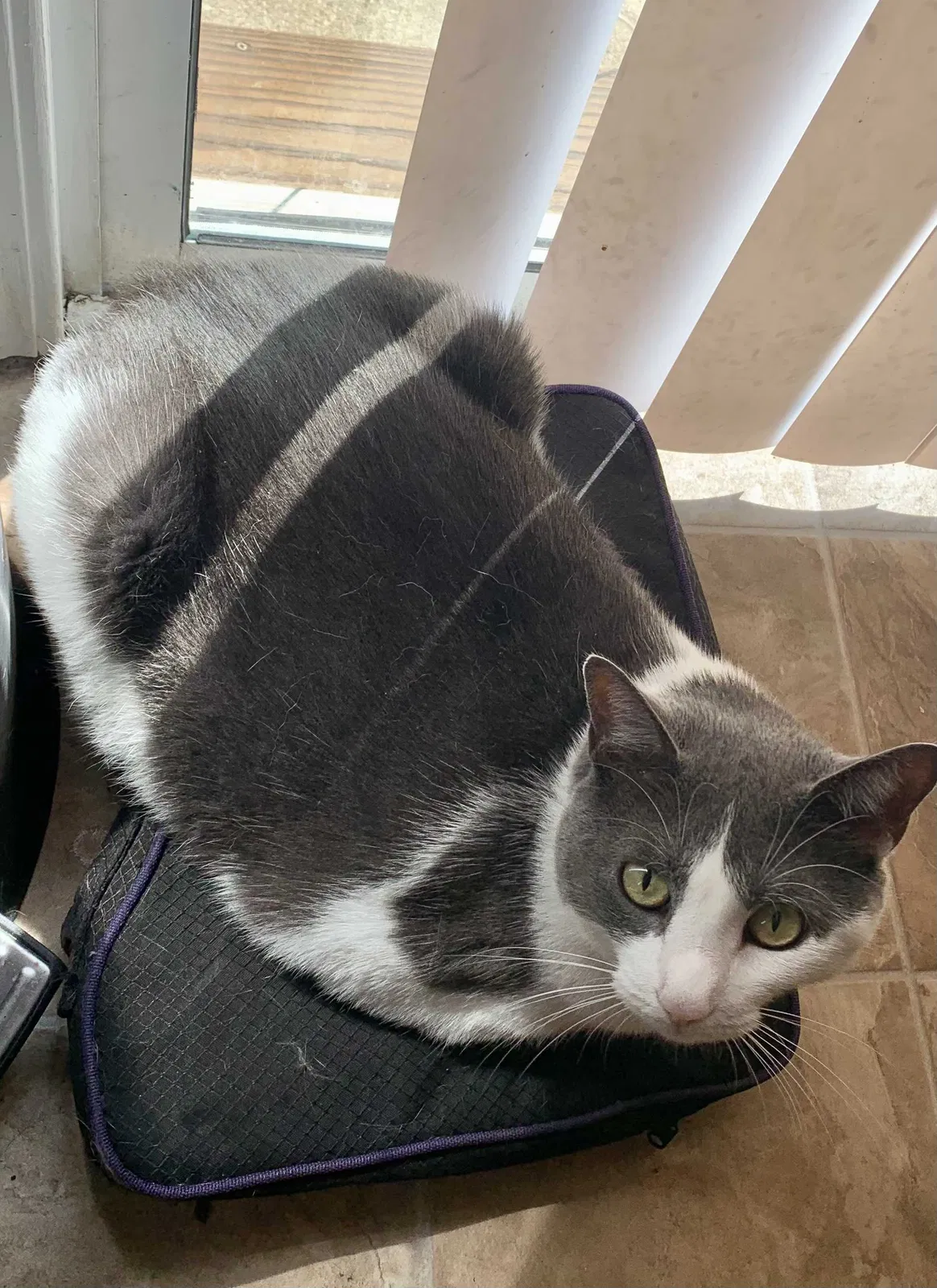 Lost cat in Concord, NC, 28027