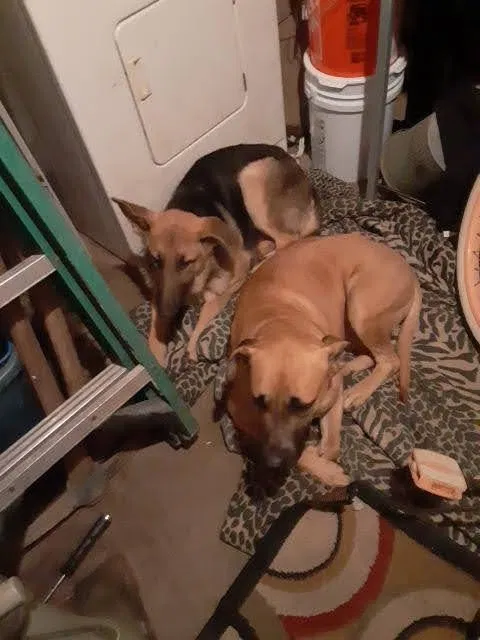 Lost dog in Pensacola, FL, 32505