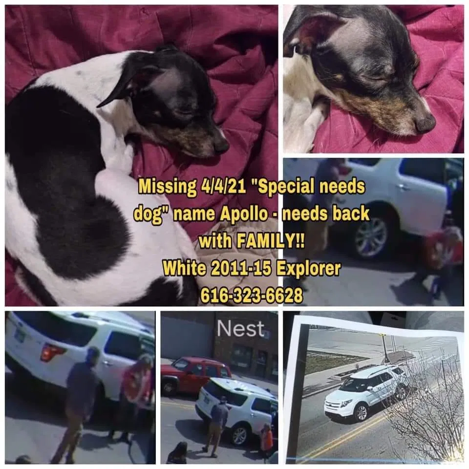 Lost dog in Cedar Springs, MI, 49319