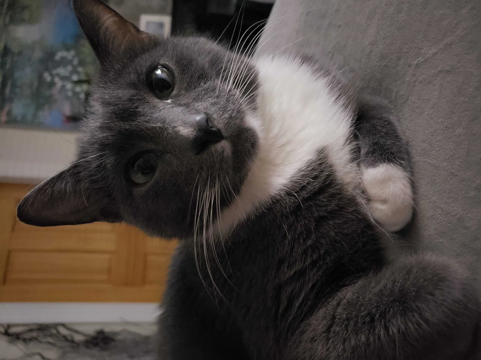 Lost cat in Franklin Park, IL, 60131