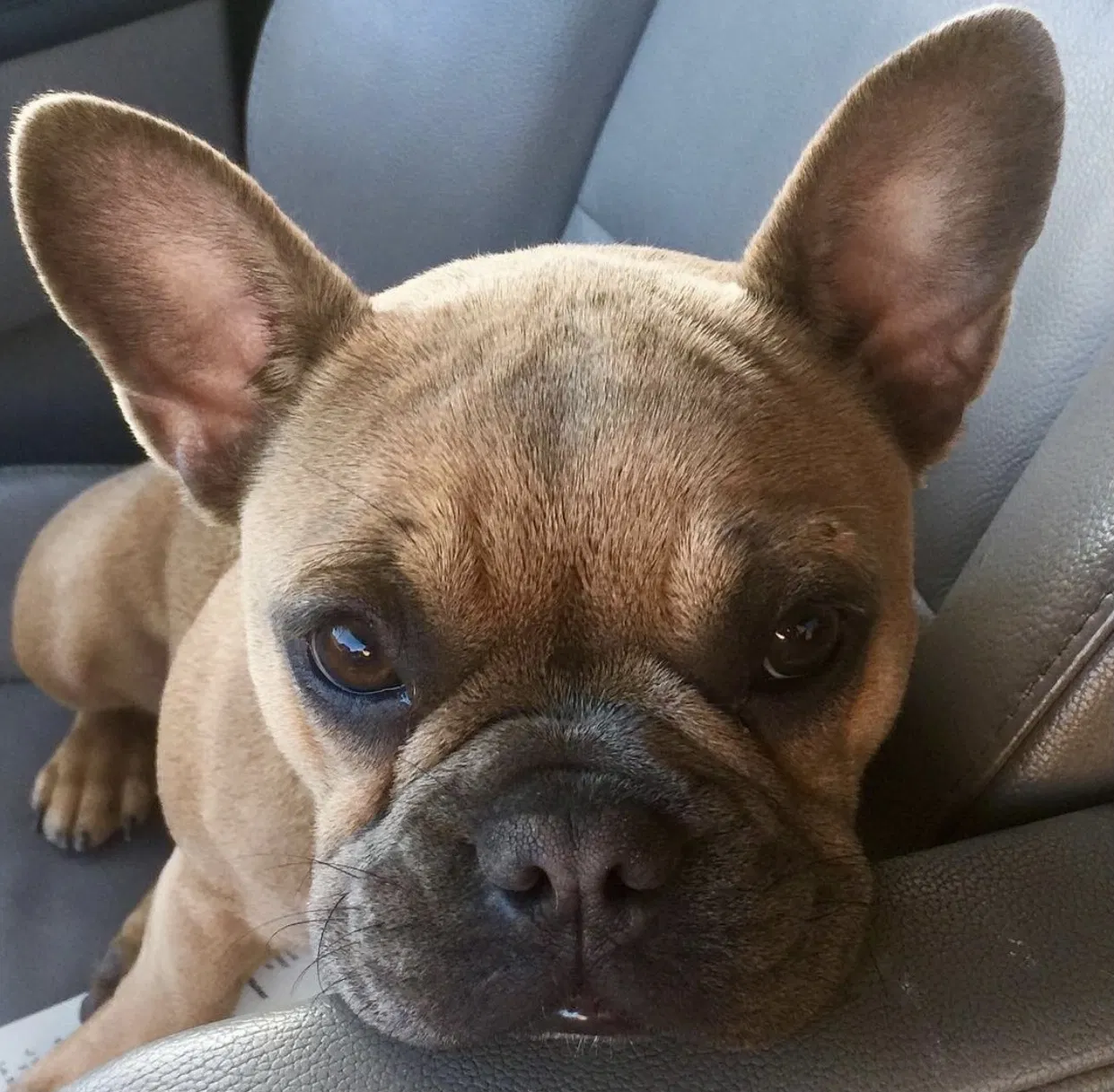 Lost dog in Valley Village, CA, 91607