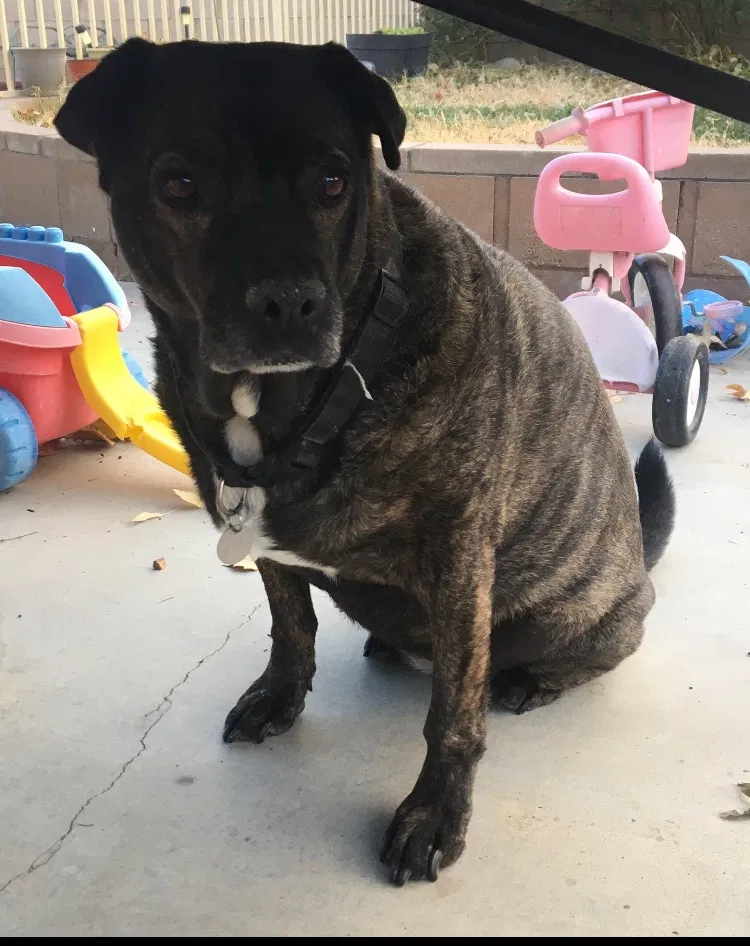 Lost dog in Lancaster, CA, 93535