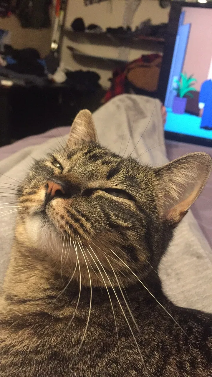 Lost cat in Salt Lake City, UT, 84121