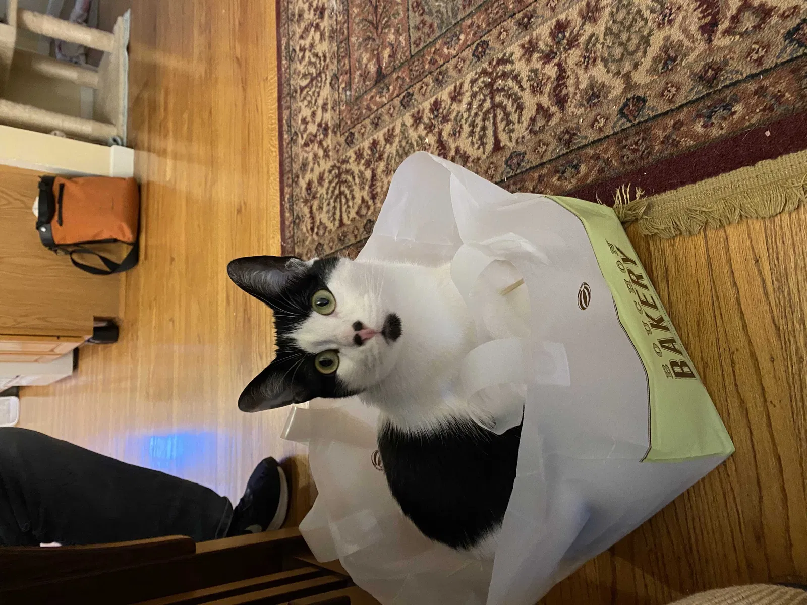 Lost cat in Mountain View, CA, 94040