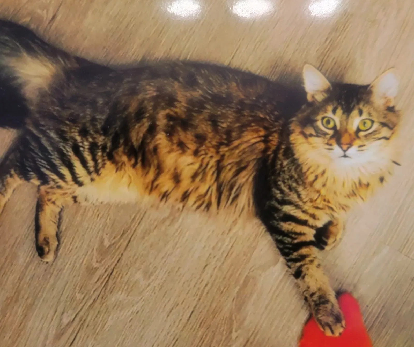 Lost cat in Peoria, AZ, 85382
