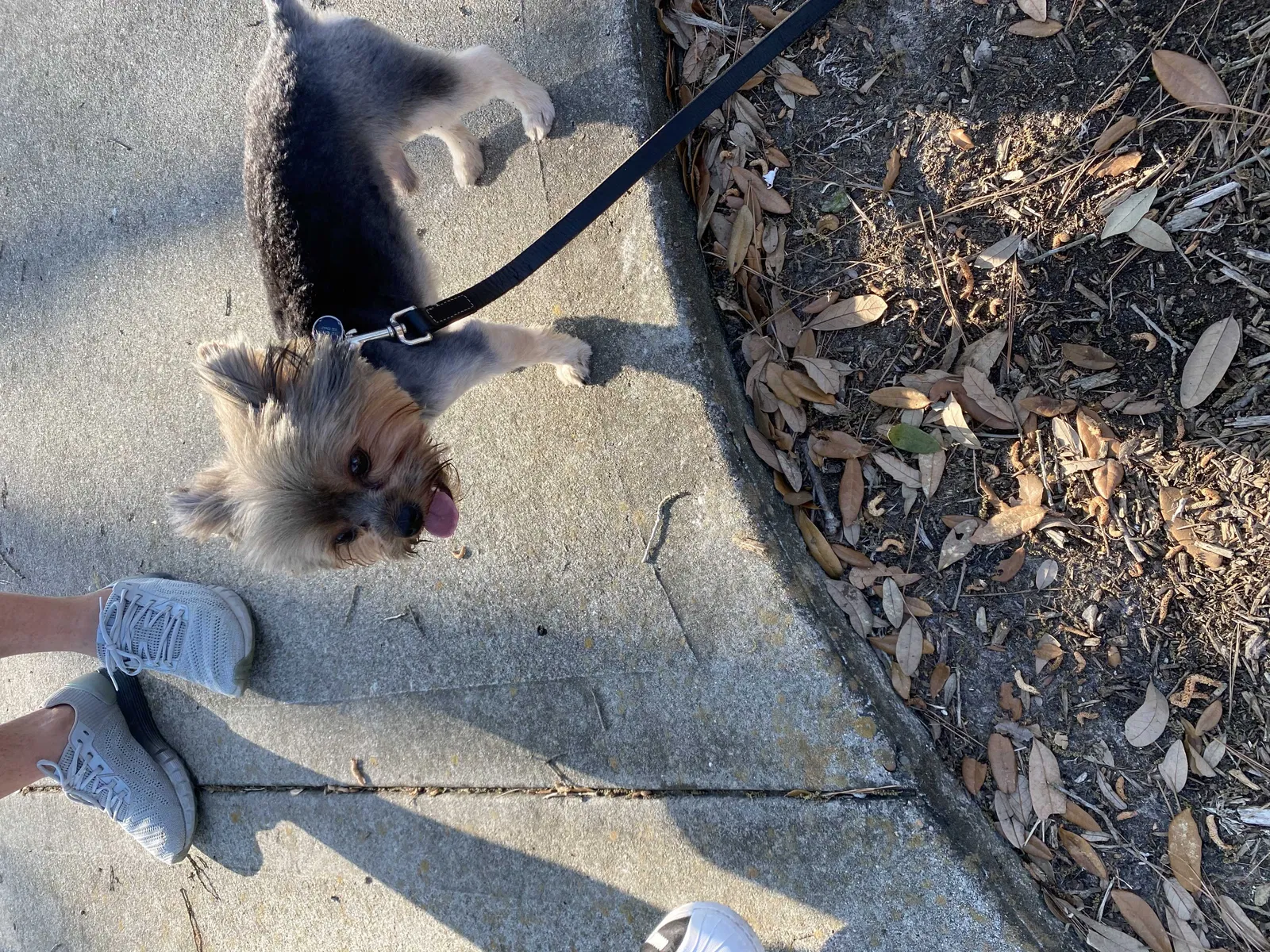 Lost dog in Houston, TX, 77041