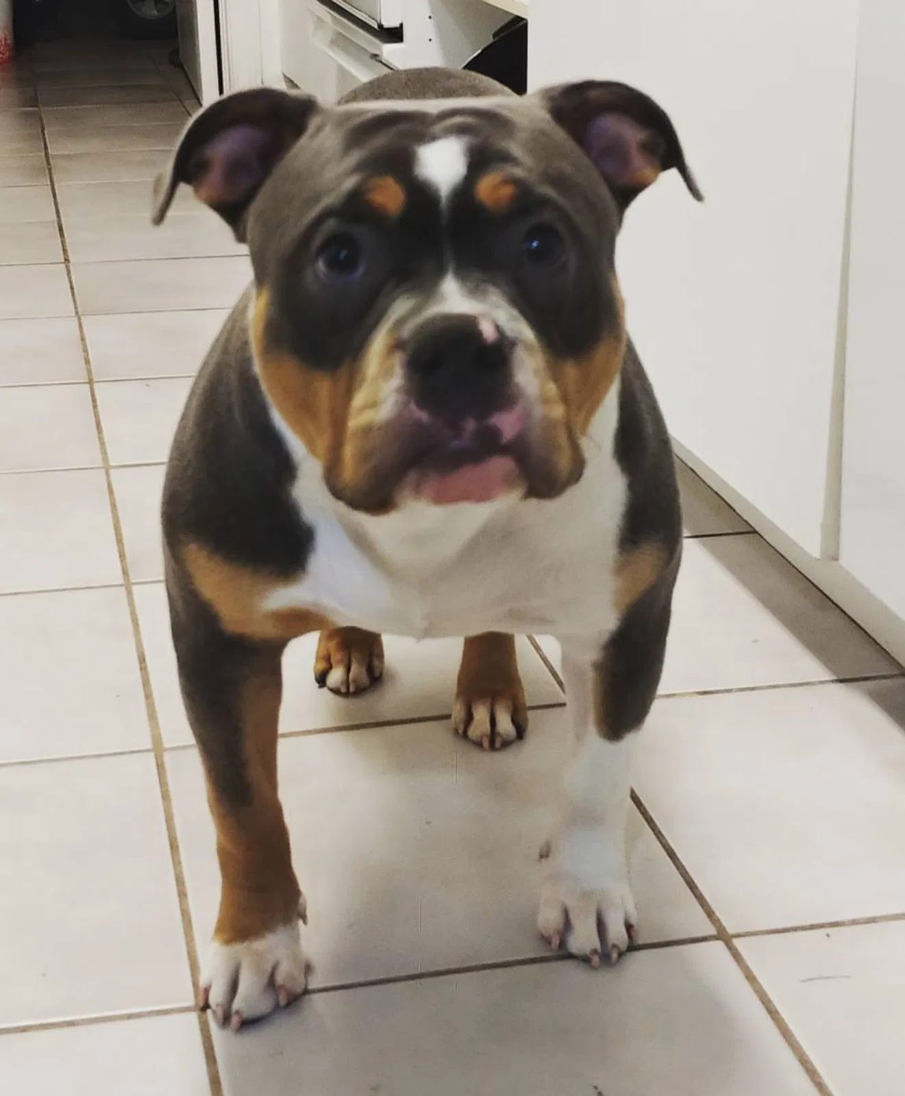 Lost dog in Lehigh Acres, FL, 33971