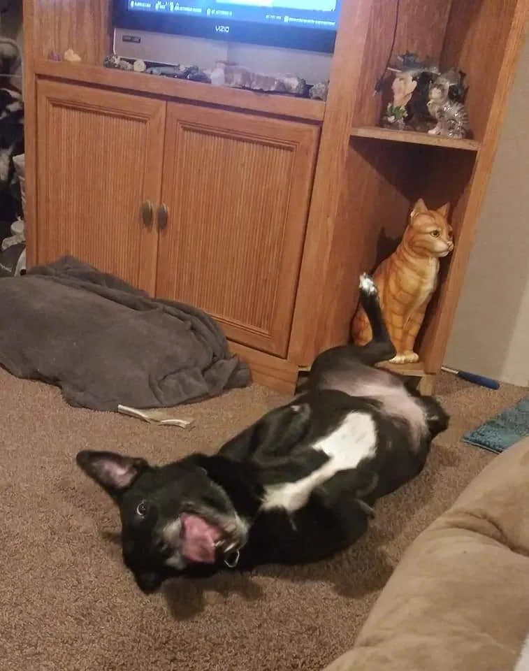 Lost dog in Salt Lake City, UT, 84119