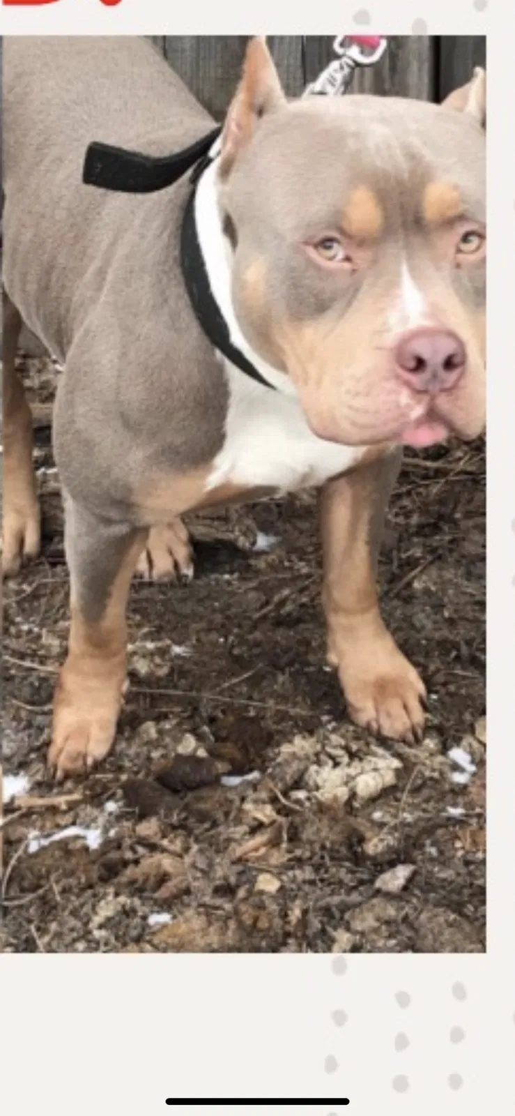 Lost dog in Detroit, MI, 48221
