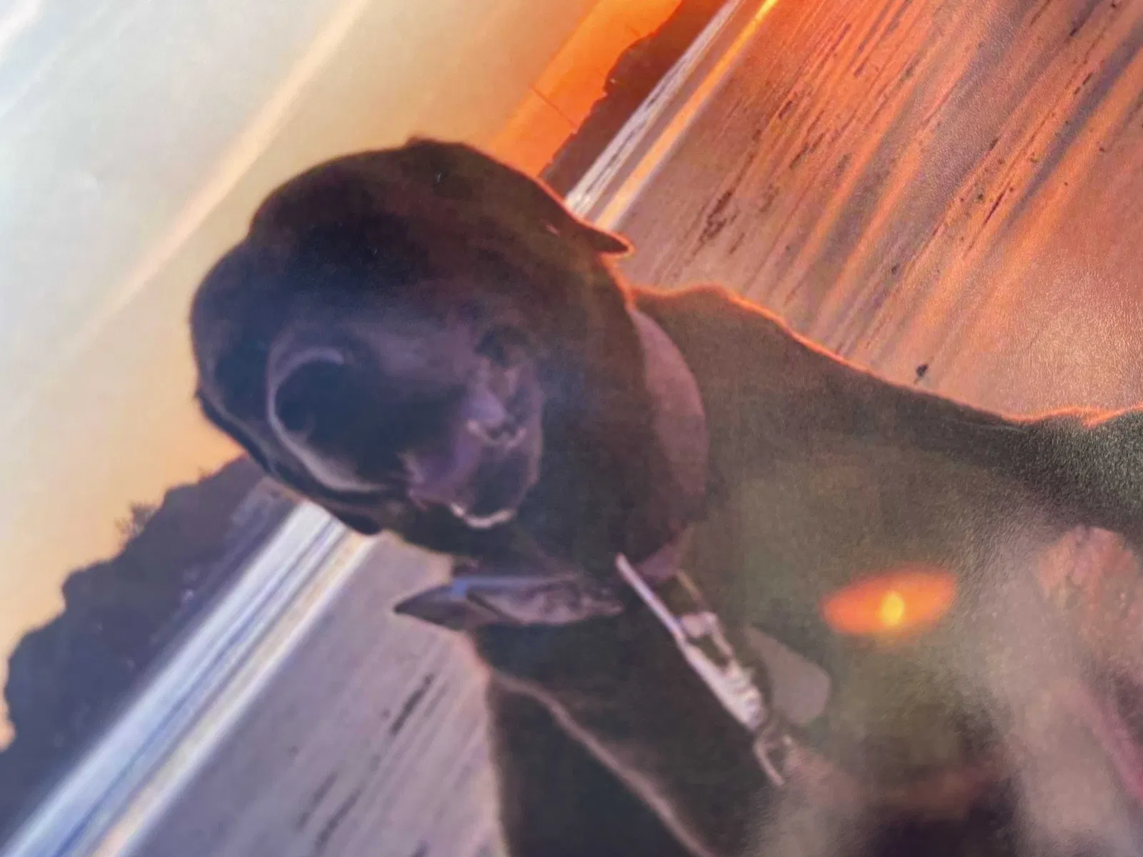 Lost dog in Crescent City, CA, 95531