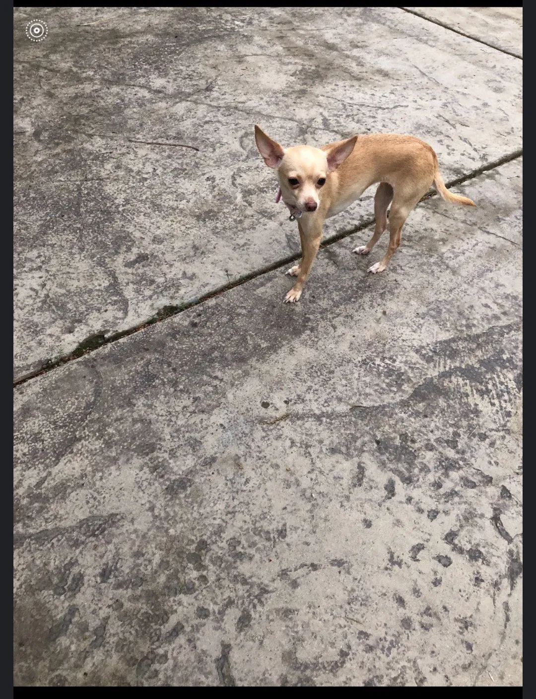 Lost dog in Sacramento, CA, 95829