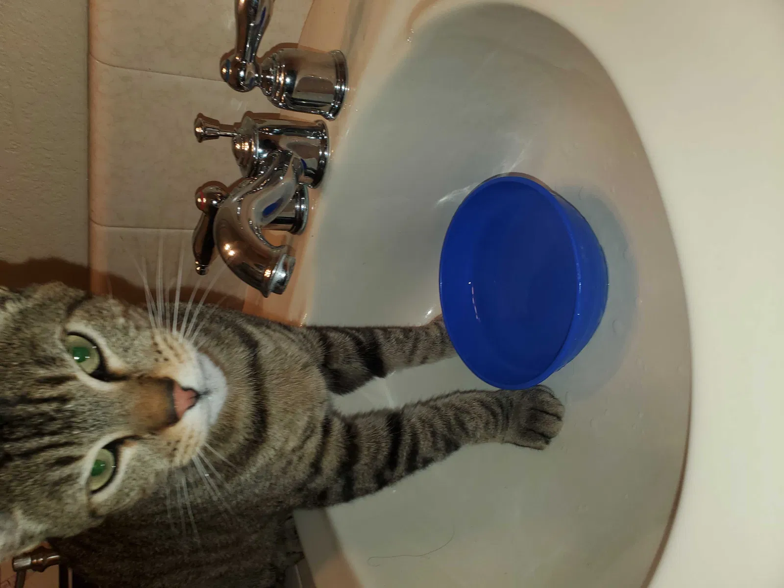 Lost cat in Marina, CA, 93933