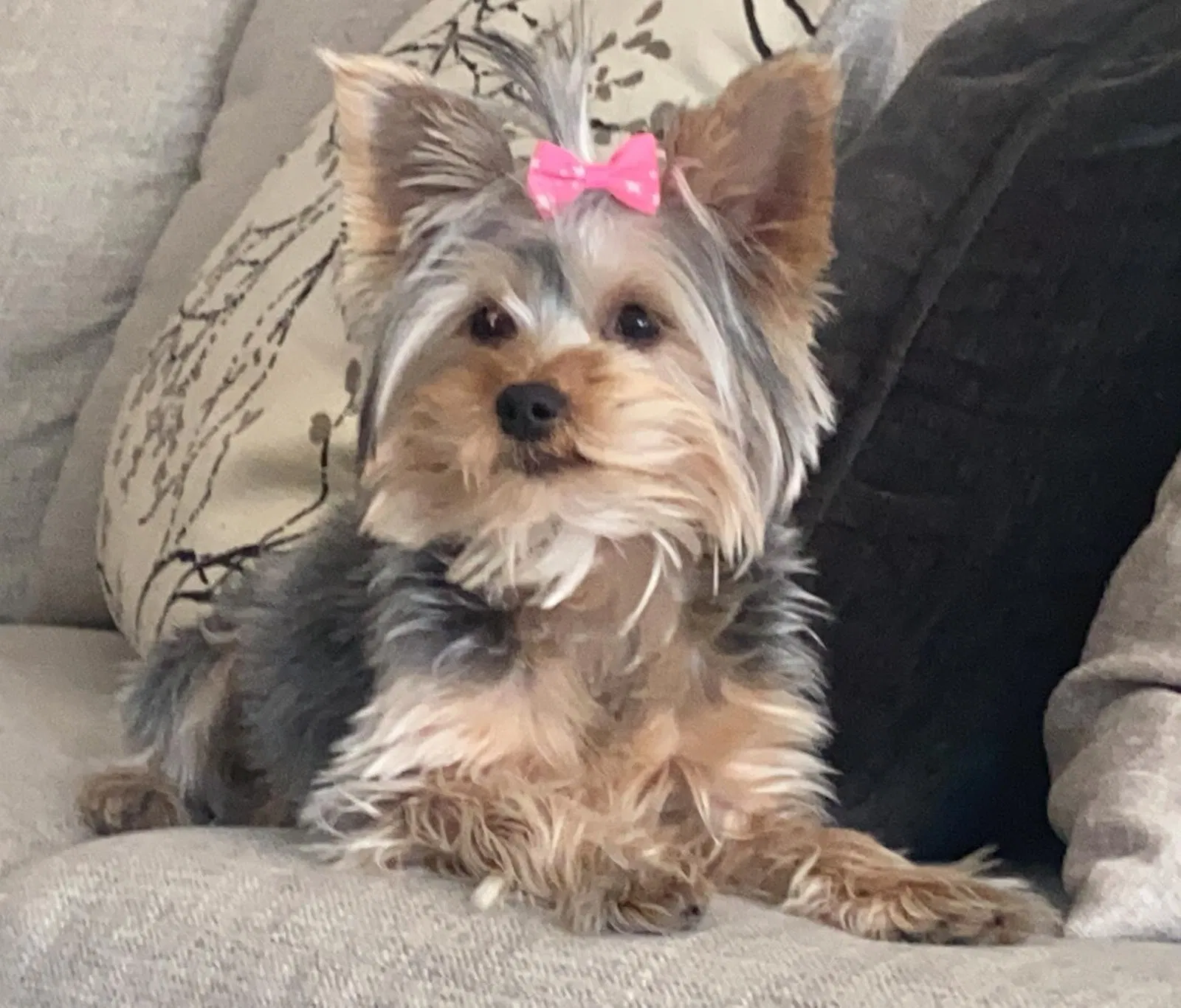 Lost dog in El Paso, TX, 79936