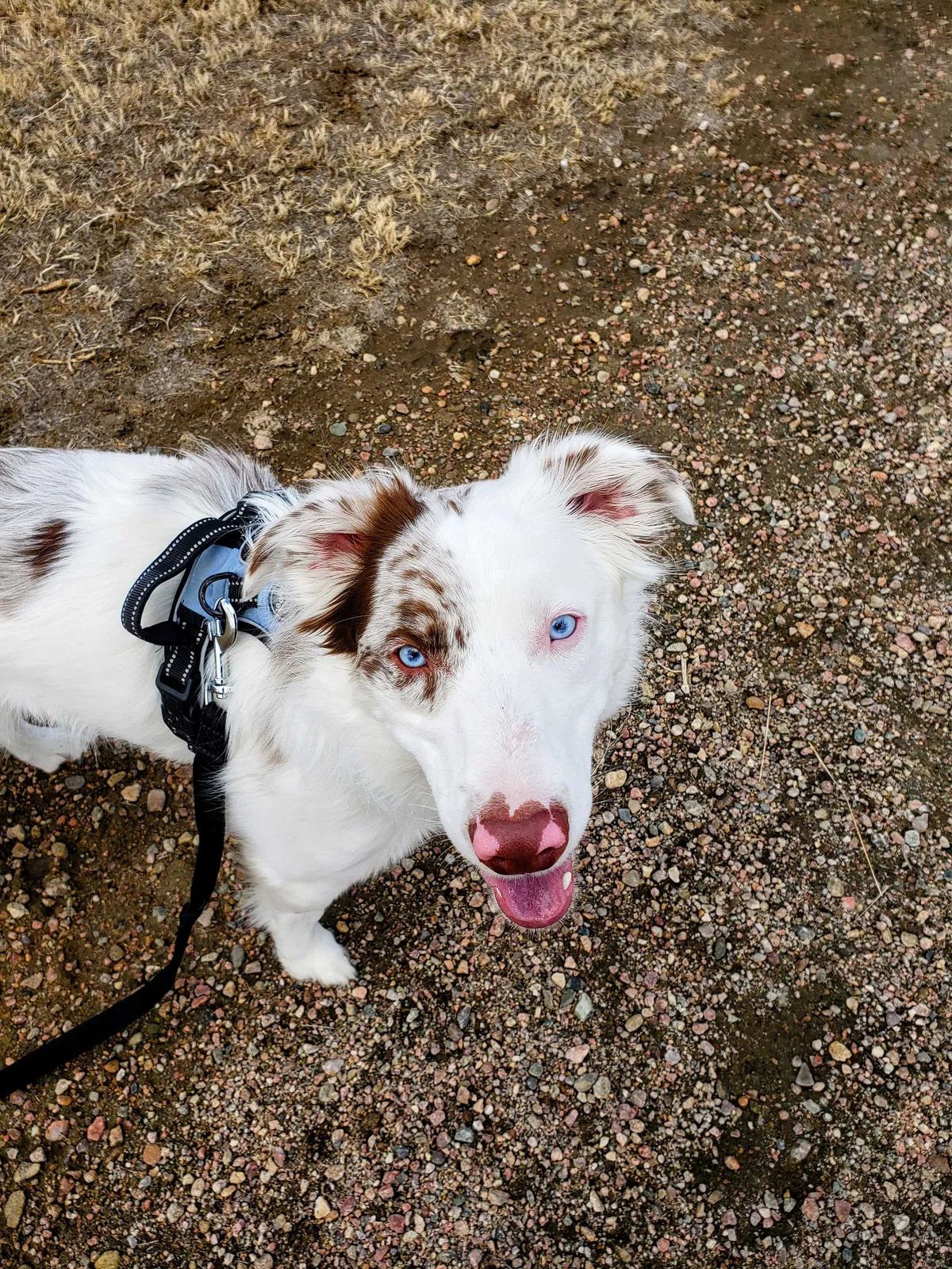 Lost dog in Blair, NE, 68008