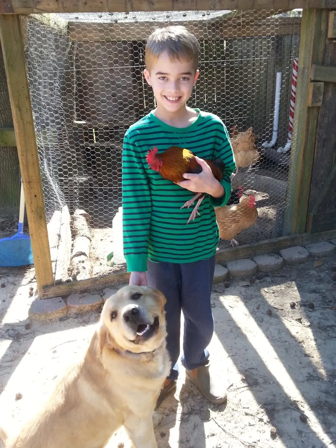 Lost dog in Ocean Springs, MS, 39564