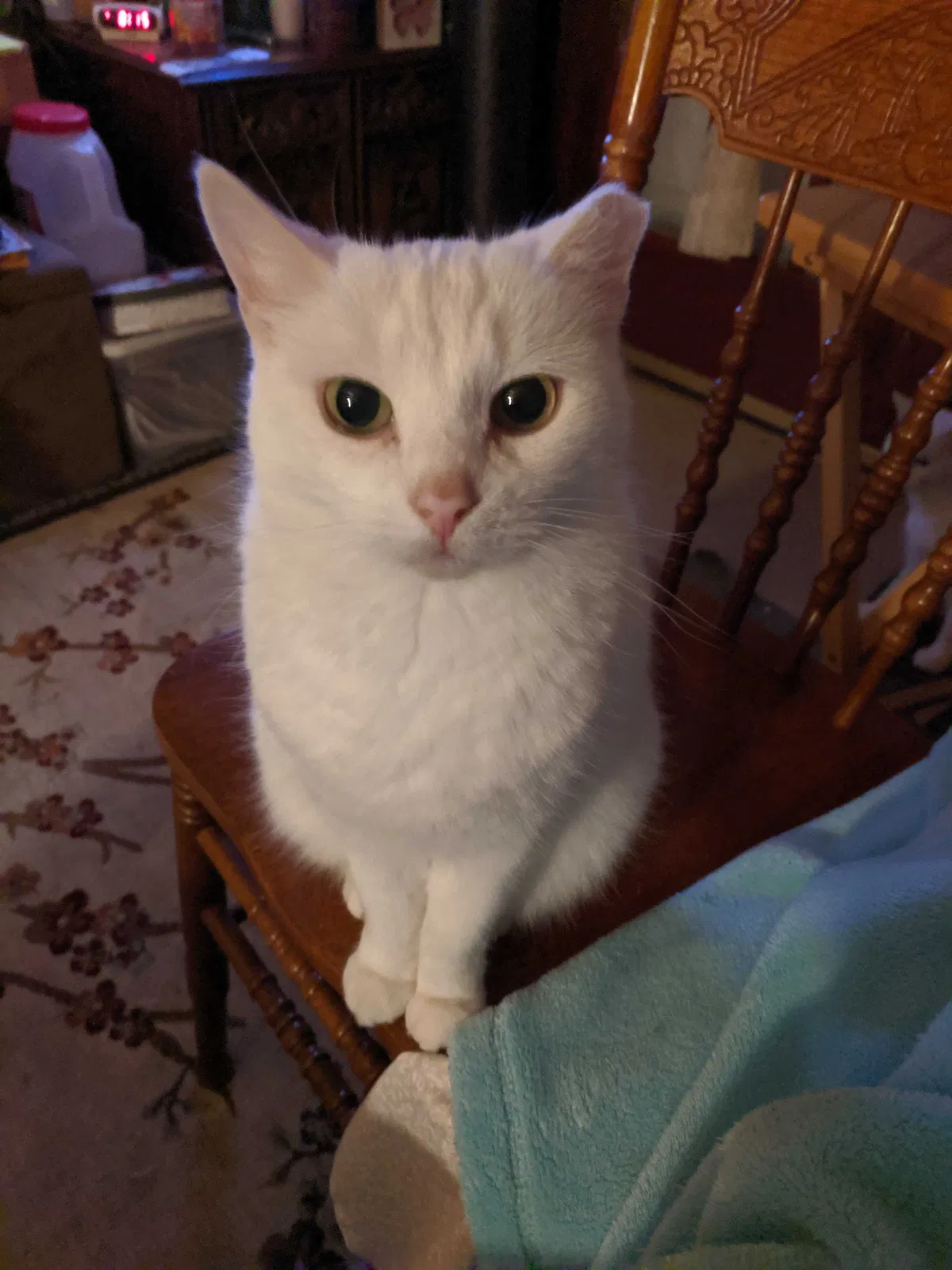 Lost cat in Fort Wayne, IN, 46809